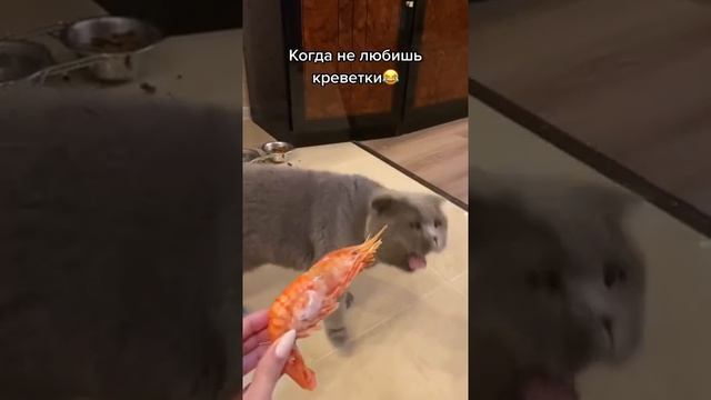 Кота тошнит от креветок