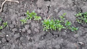 СЕЙТЕ ТАК ТУРЕЦКУЮ ГВОЗДИКУ И ЦВЕТЕНИЕ БУДЕТ ДОЛГОЕ КАЖДЫЙ ГОД.