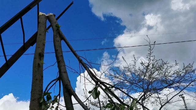 УБОРКА В САДУ. ИЗБАВЛЯЕМСЯ ОТ ЧЕРЕМУХИ. ПОЛУФАБРИКАТЫ ИЗ ФАРША. НАШИ БУДНИ.