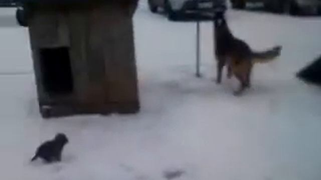 Муха и щенок! смотреть онлайн