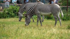 Зебра Греви Московский зоопарк Животные Grevy's Zebra Moscow zoo Animals ज़ेब्रा シマウマ 斑馬 الحمار