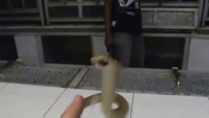 Стало известно, почему на самом деле змеи нападают на людей