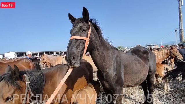 БЭЭ БАЙТАЛ ТАЙ БААЛАРЫ ? #байтв