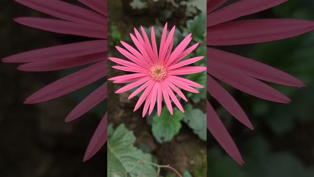 Gerbera Flower