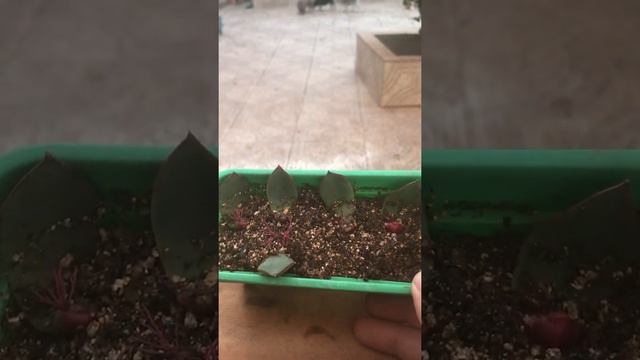 Você conhece a echeveria paso doble? смотреть онлайн