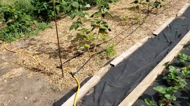 Размножение малины корневой порослью. смотреть онлайн