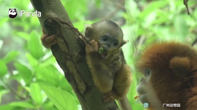 The Best Floor Cleaning Robot Panda For 2020 | iPanda смотреть онлайн