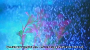 Куда поставить аквариум?