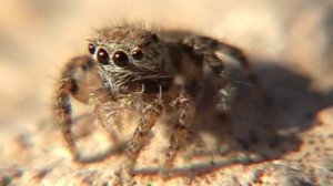 Spiders Salticidae. Паук попрыгун.