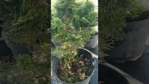 кипарисовик нана грацелис. тупой кипарисовик.