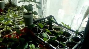 Покупка дома в Краснодарском крае.Жизнь  в станице. ИНДОУТКАМ, ПОКУПКИ  КУБАНСКОЙ ПРОДУКЦИИ,