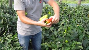 Перец Бэст F1 от SAKATA seeds inc. в теплице. Волгоградская область
