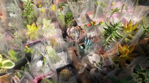 Feira de Domingo muitas Variedades  Outubro 2021 #echeveria #cactos #varejo #ceagesp #suculetas