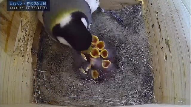 【雛11羽全員巣立つ‼】シジュウカラの巣作り 子育て 巣立ちまで79日間 巣箱観察全記録（2021年) смотреть онлайн
