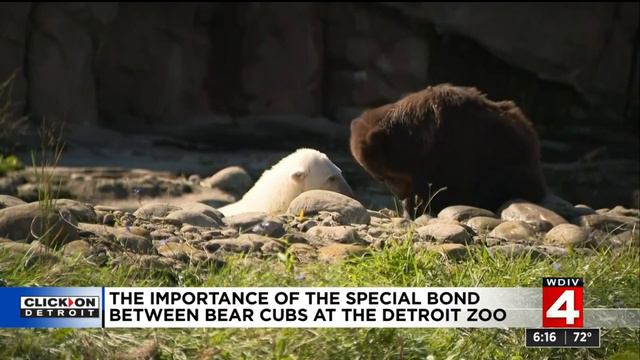 The importance of the special bond between bear cubs at Detroit Zoo смотреть онлайн