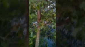 дерево ольха семейство березовые