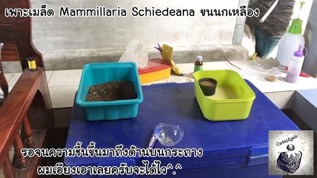 เพาะเมล็ด Mammillaria schiedeana (ขนนกเหลือง) / CactusAgain смотреть онлайн