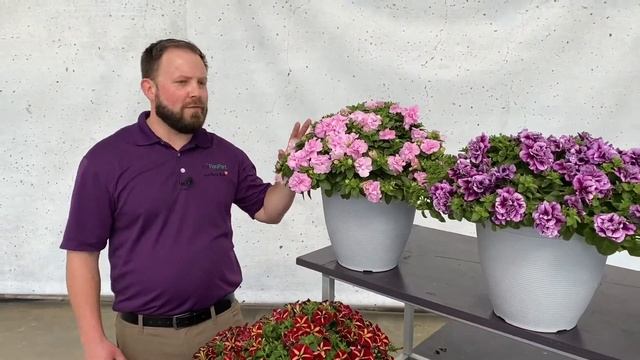 Novelty Petunias from Ball FloraPlant - 2022 смотреть онлайн