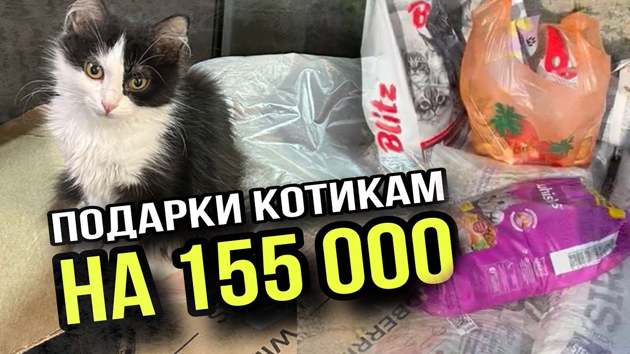 90 осиротевших котиков получили подарки от канала Зоомама ❤️
