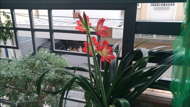 Hippeastrum Vittatum смотреть онлайн