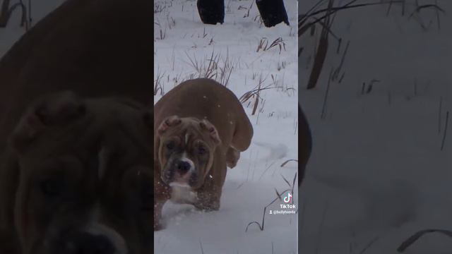 Американский булли, 3 мес. смотреть онлайн