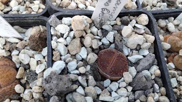 Коллекция литопсов. .Смена листьев у литопсов.Офтальмофиллумы.Lithops смотреть онлайн