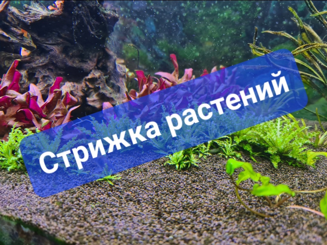 Стрижка растений в аквариуме 300 литров смотреть онлайн
