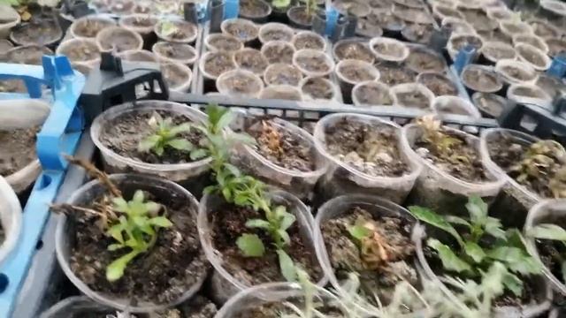 Сцевола розовая в декабре! Получиться сохранить зимой или нет?