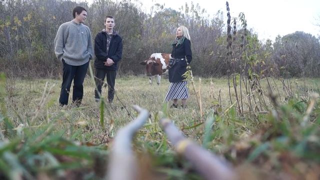 Корова идёт на звук песни. смотреть онлайн