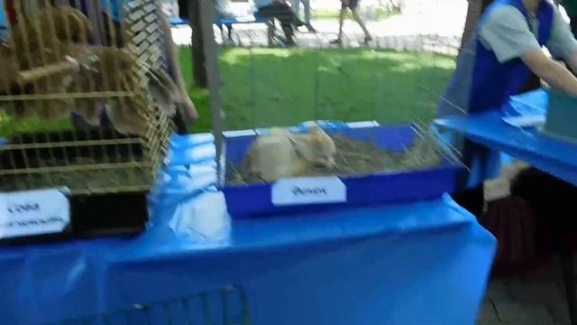 РУЧНЫЕ ГОЛУБИ И ДРЕССИРОВАННЫЕ СОБАКИ Боимся белого медведя! Детский парк Family Fun Entertainment смотреть онлайн