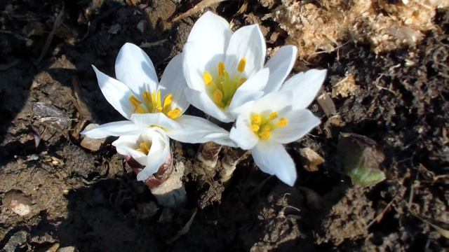 Colchicum szovitsii 20.03.15 смотреть онлайн