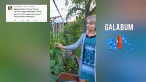 Почему плохо всходят и плохо растут огурцы @galabum