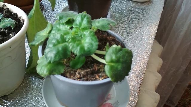 Второе цветение гиппеаструма Комнатные цветы в декабре смотреть онлайн