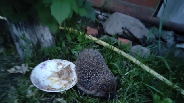 Храбрый ёж показывает, кто в доме хозяин смотреть онлайн