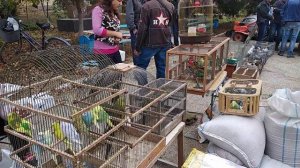 Николаевские голуби ASV. Выставка голубей Крым г.Нижнегорск 19.10.2019г.