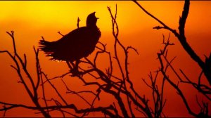 Турач (Francolinus francolinus) - Black francolin