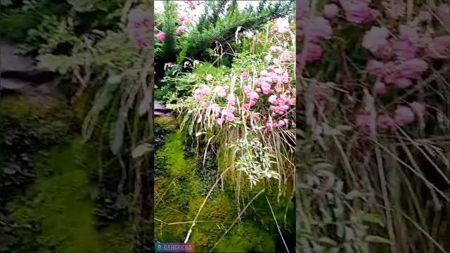 Красота и гармония #shorts