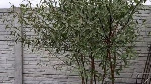 Орех миндаль. Прирост за год.