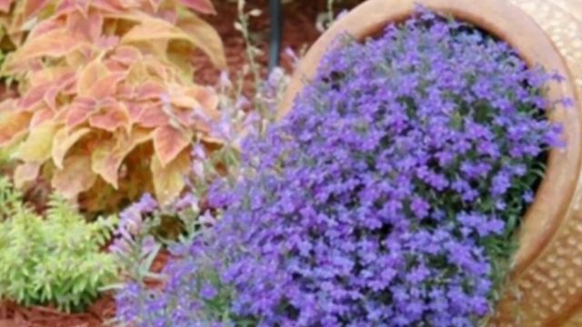 Лобелия. Небесная красавица. #Сад СветаСветланы#Однолетники смотреть онлайн