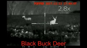 Pulsar APEX XQ50 - Exotic Deer at 100 yards and closer