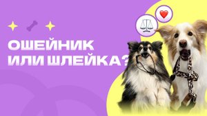 ОШЕЙНИК или ШЛЕЙКА? Что лучше для собаки?
