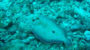 Рыбы Карибского моря. Морской язык.
