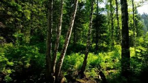 СТИХ'БЕРЁЗОВАЯ РОЩА'