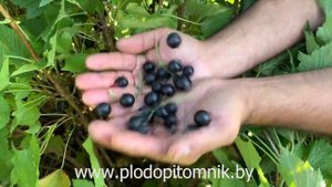 Механизированный сбор ягод смородины чёрной на примере сорта смородины Добрыня.