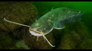 Сом європейський (все про сома)