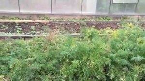 Сроки уборки моркови и свеклы.