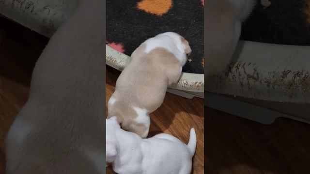 После сытного завтрака? #grandkennel #grandkennel_kai #американскийбулли #щенок #питомниксобак#булл смотреть онлайн