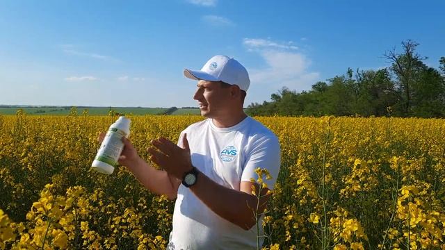 Озимый рапс Ричард РС в фазе цветения в конце мая 2021 года. Гибрид выдерживает до 4-х л глифосата. смотреть онлайн