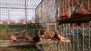 Армавирские короткоклювые бойные голуби .Элитные голуби(Анатолий Коптев , г. Курганинск . РФ )