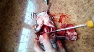 Гипофиз, как получить клариевый гипофиз